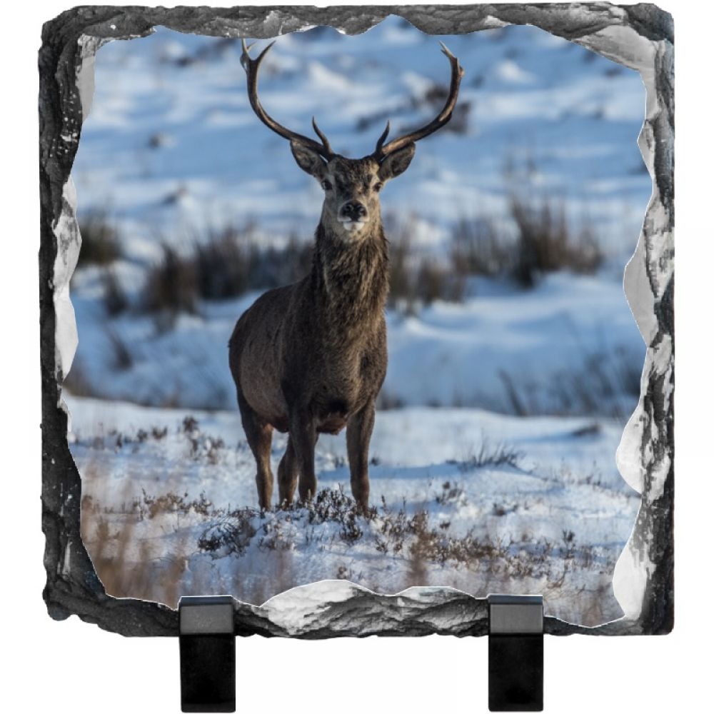 Red stag 1 20 x 20.jpg