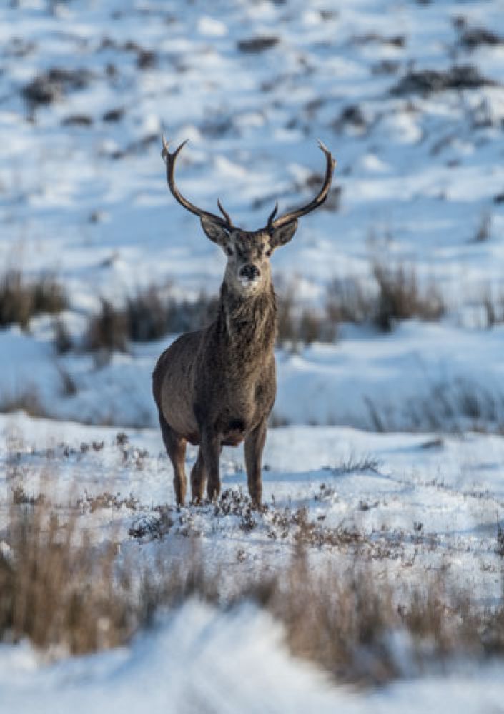 stag-glencarron-large.jpg