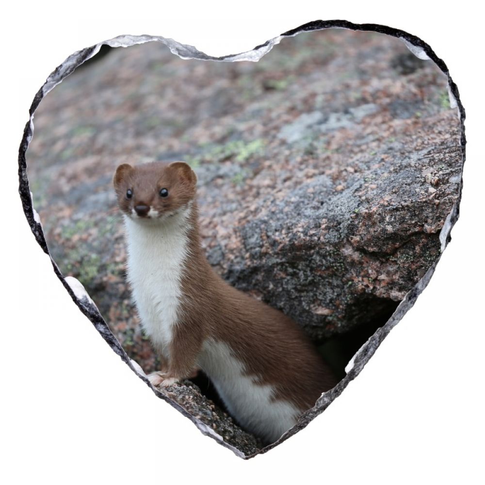 Stoat 1 15 x 15 heart.jpg