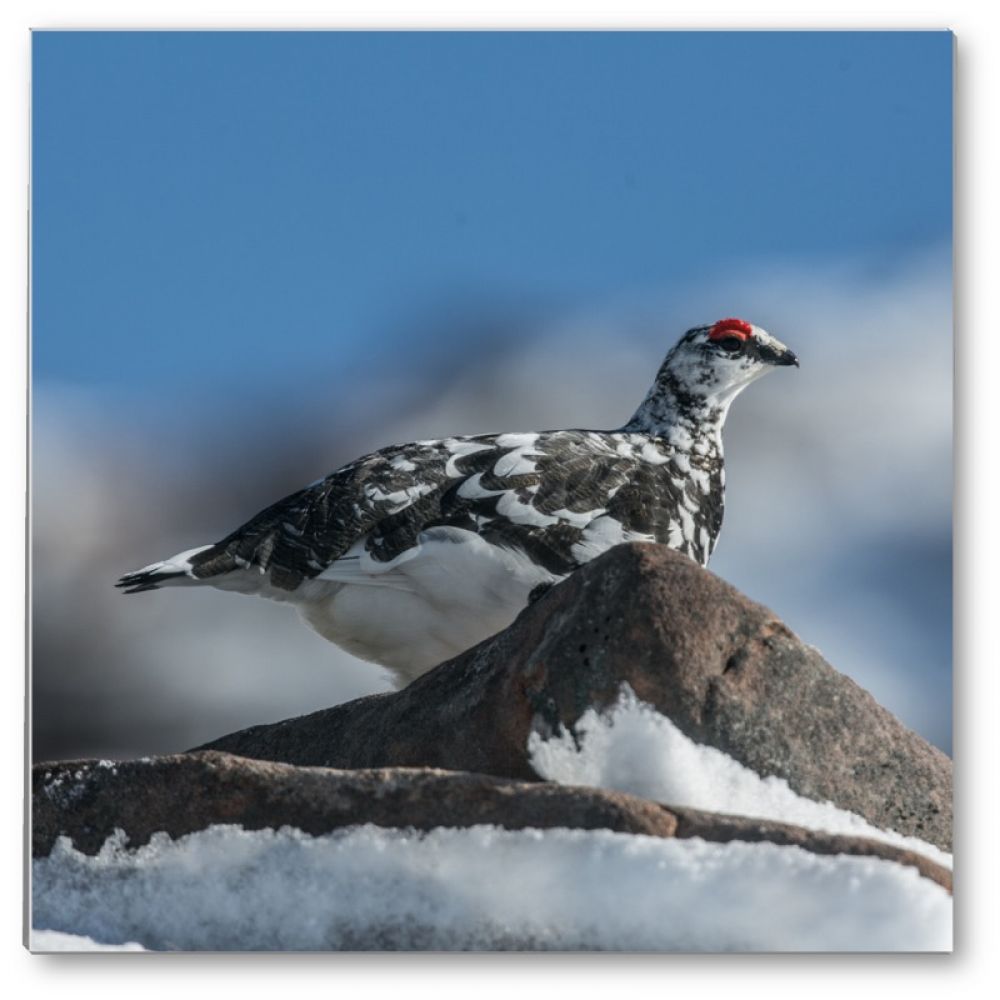 Ptarmigan 4 glass coaster.jpg