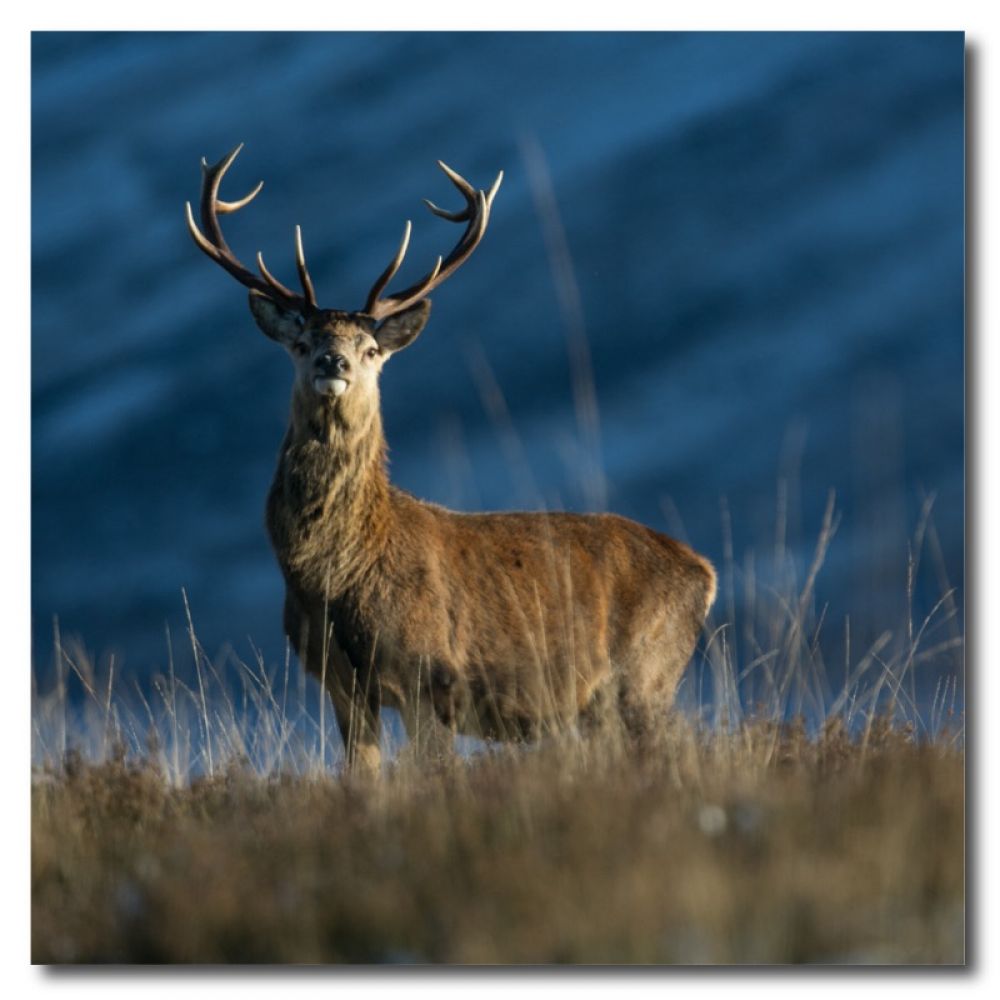 Red Stag 10  10 x 10 MDF.jpg