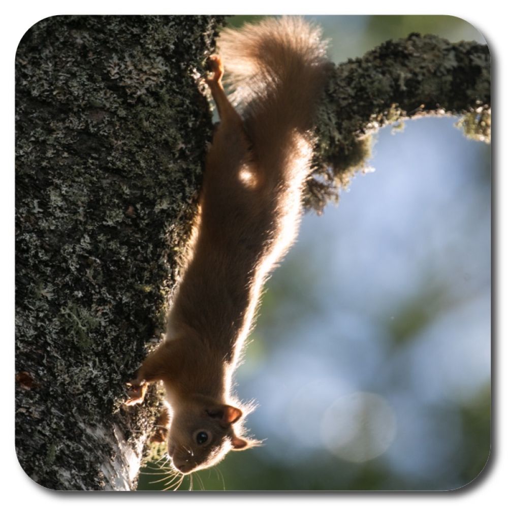 Red Squirrel 5 10 x 10 MDF coaster for web.jpg