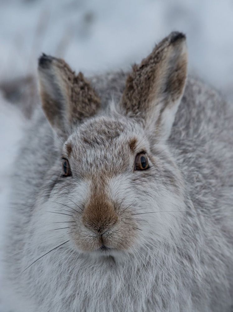 mountain-hare-one-card-large.jpg