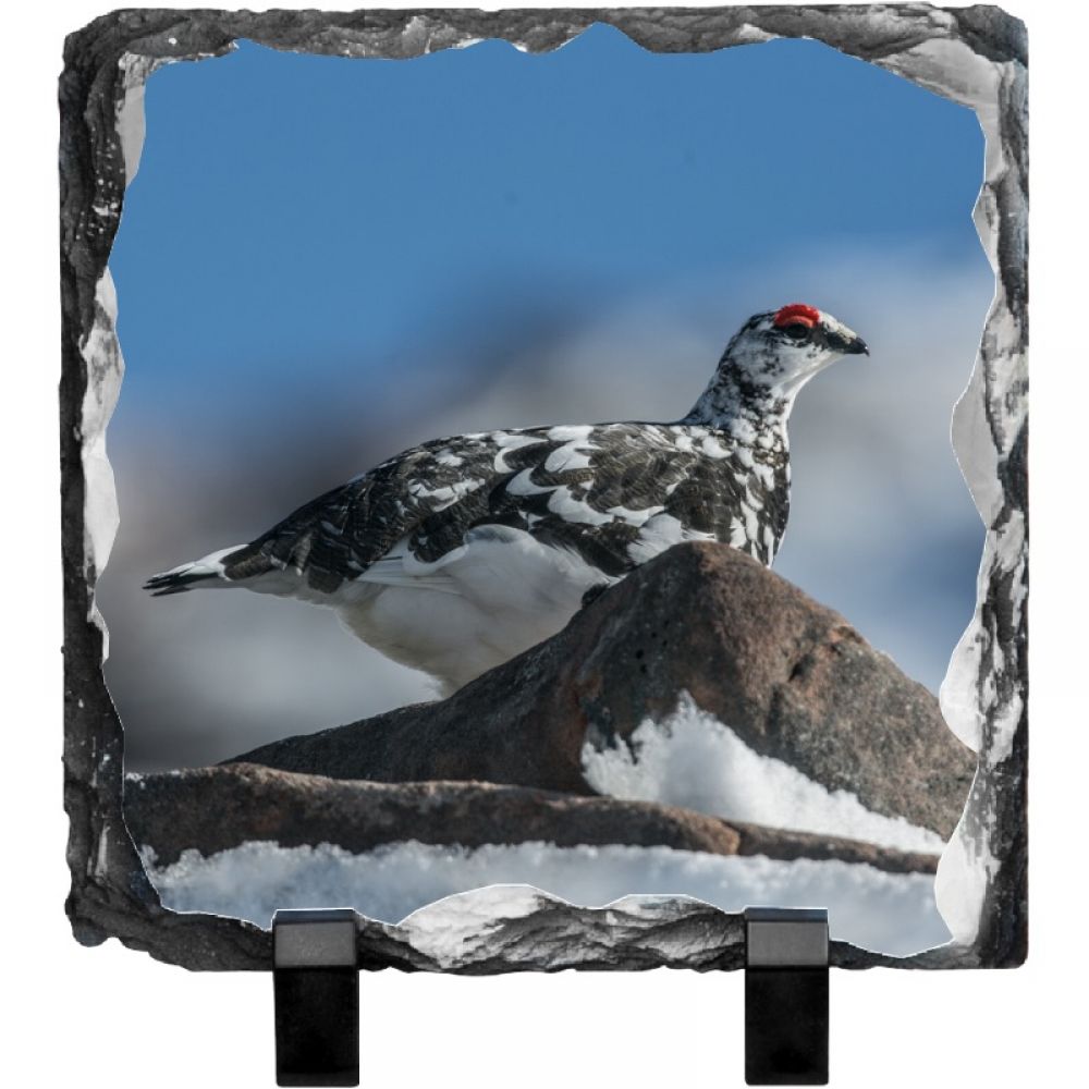 Ptarmigan 4 15 x 15.jpg