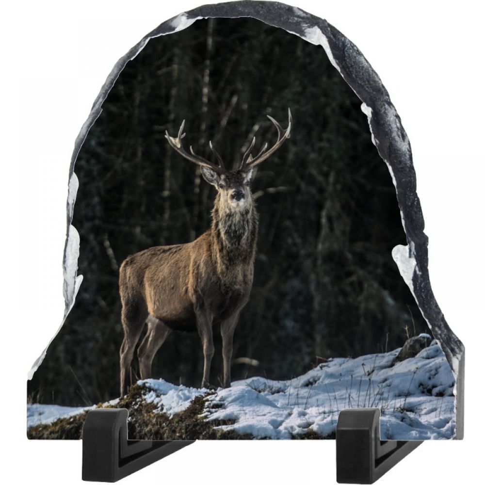 Red stag 29 dome.jpg