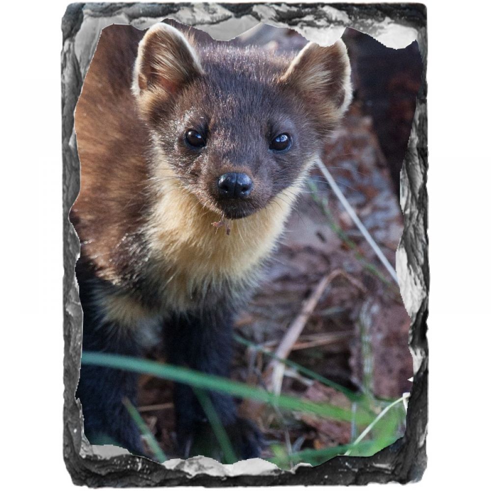 Pine marten 1 15 x 20 portrait.jpg