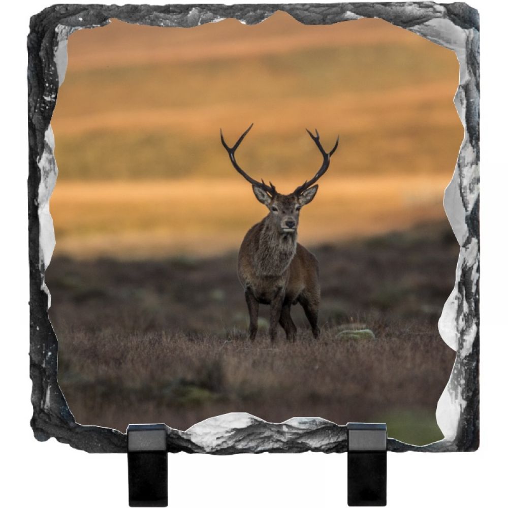 Red stag 2 20 x 20.jpg