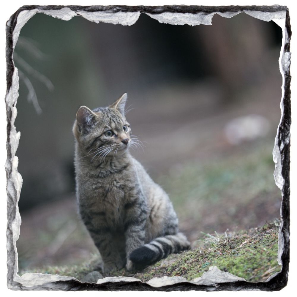 Wild cat Kitten 1 10 x 10.jpg
