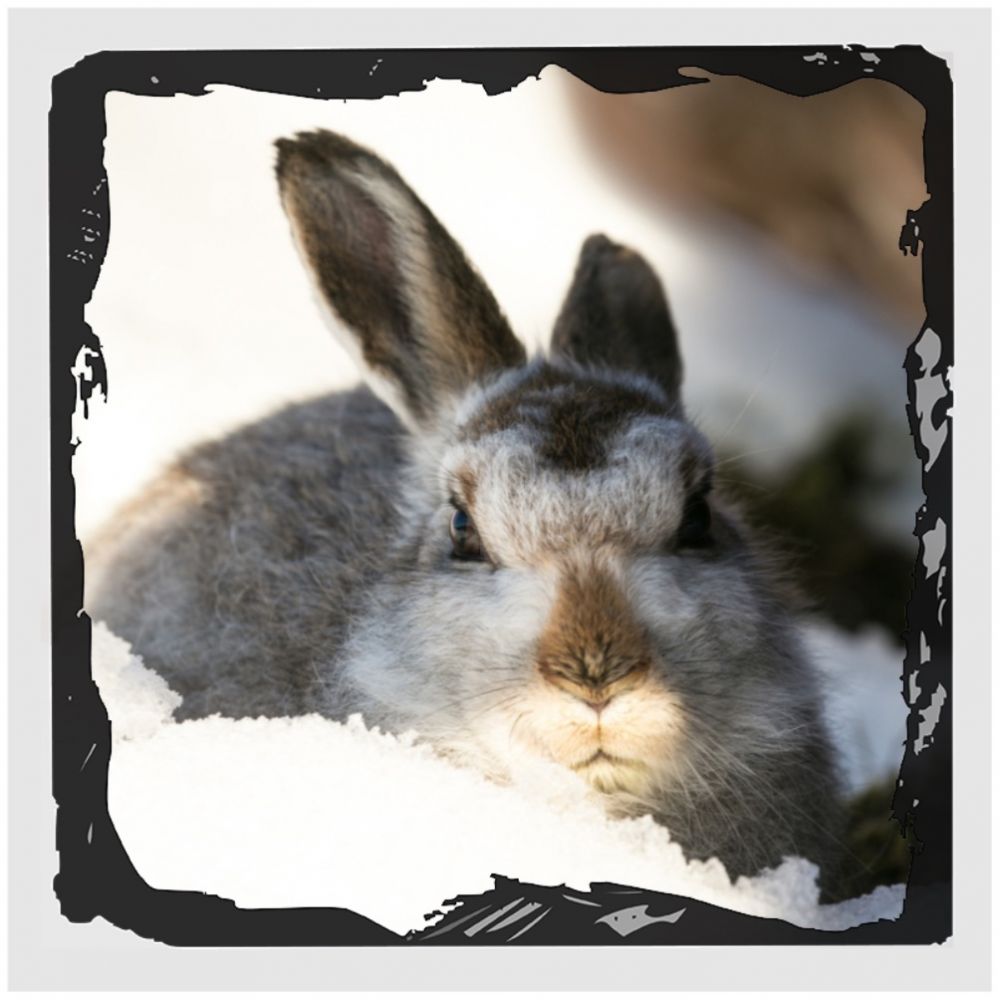 Mountain hare 9 Slate coaster for web.jpg