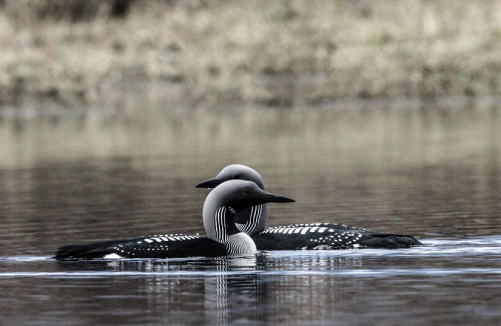 Black_Throated_Divers.jpeg