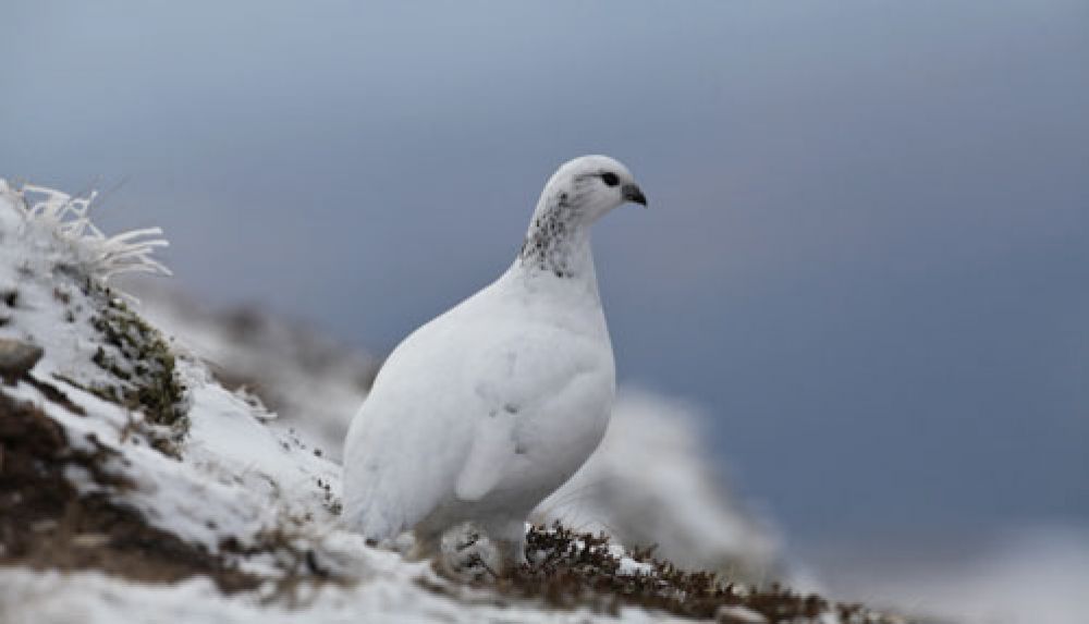 female-ptarmigan-large.jpg