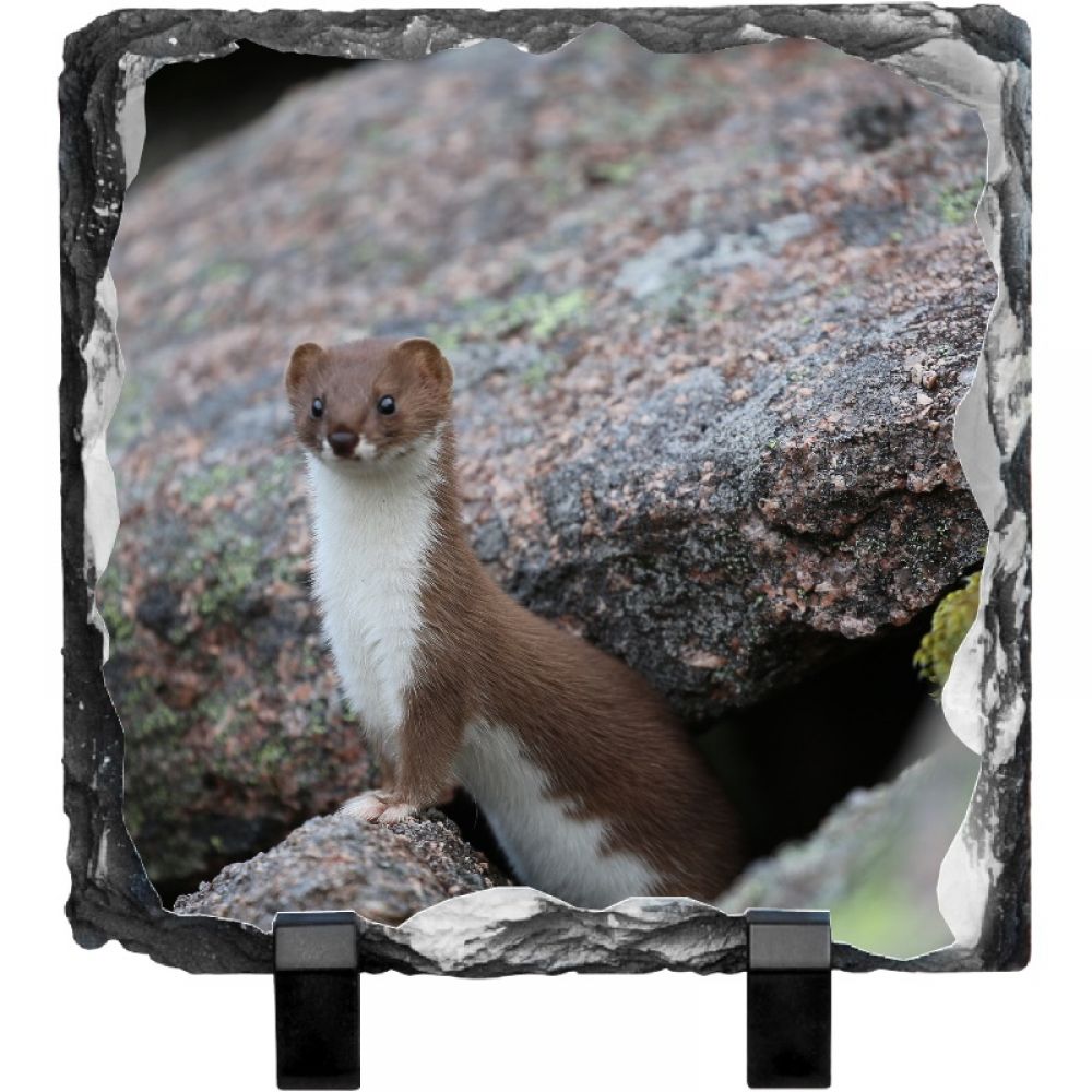 Stoat 1 15 x 15 .jpg