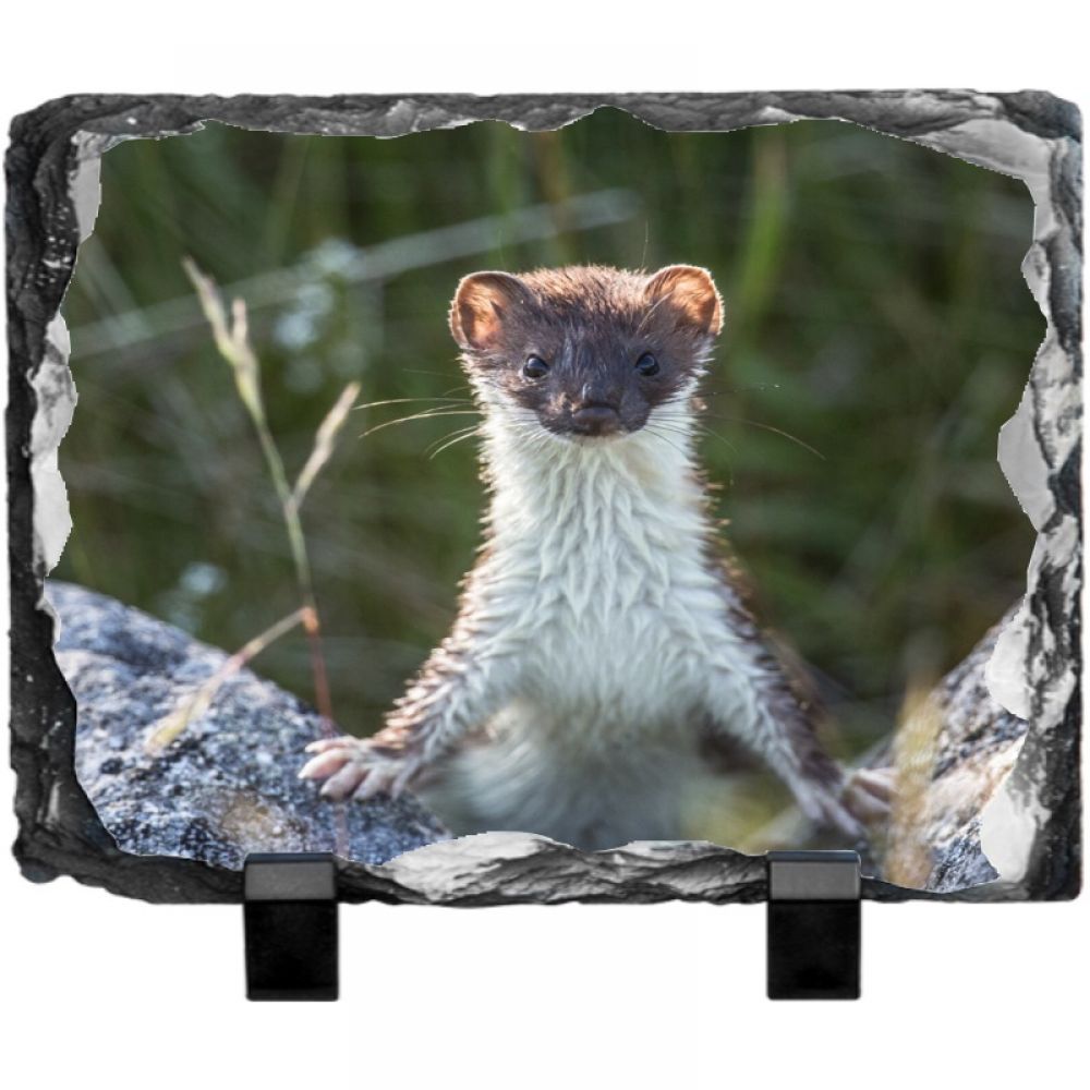 Weasel 1 20 x 15.jpg