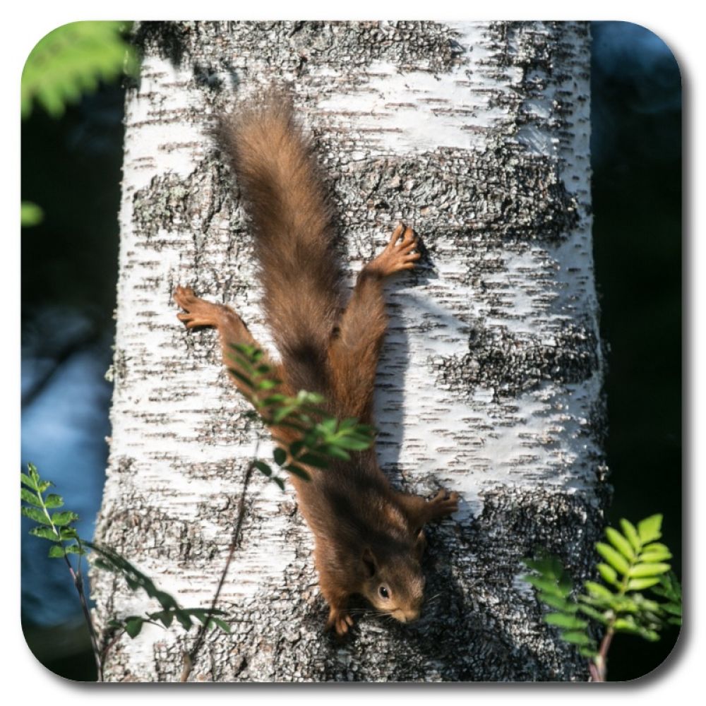 Red squirrel 7 10 x 10 MDF coaster for web.jpg