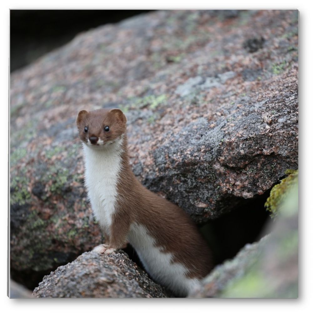 Stoat 1 glass coaster.jpg