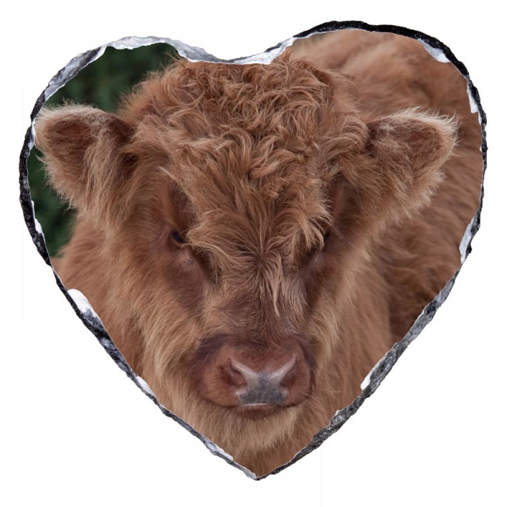 H Calf 1 15 x 15 heart shape.jpg