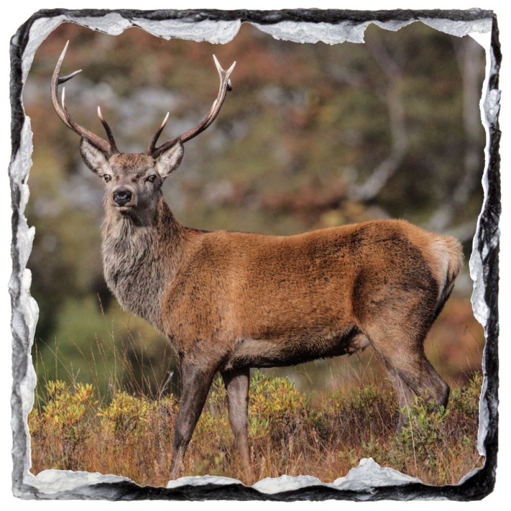 Red stag 16 9 x9.jpg