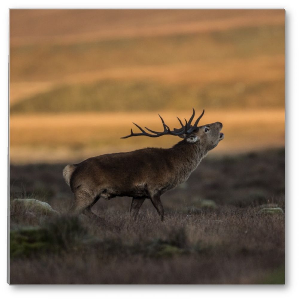 Red stag 5 glass coaster.jpg