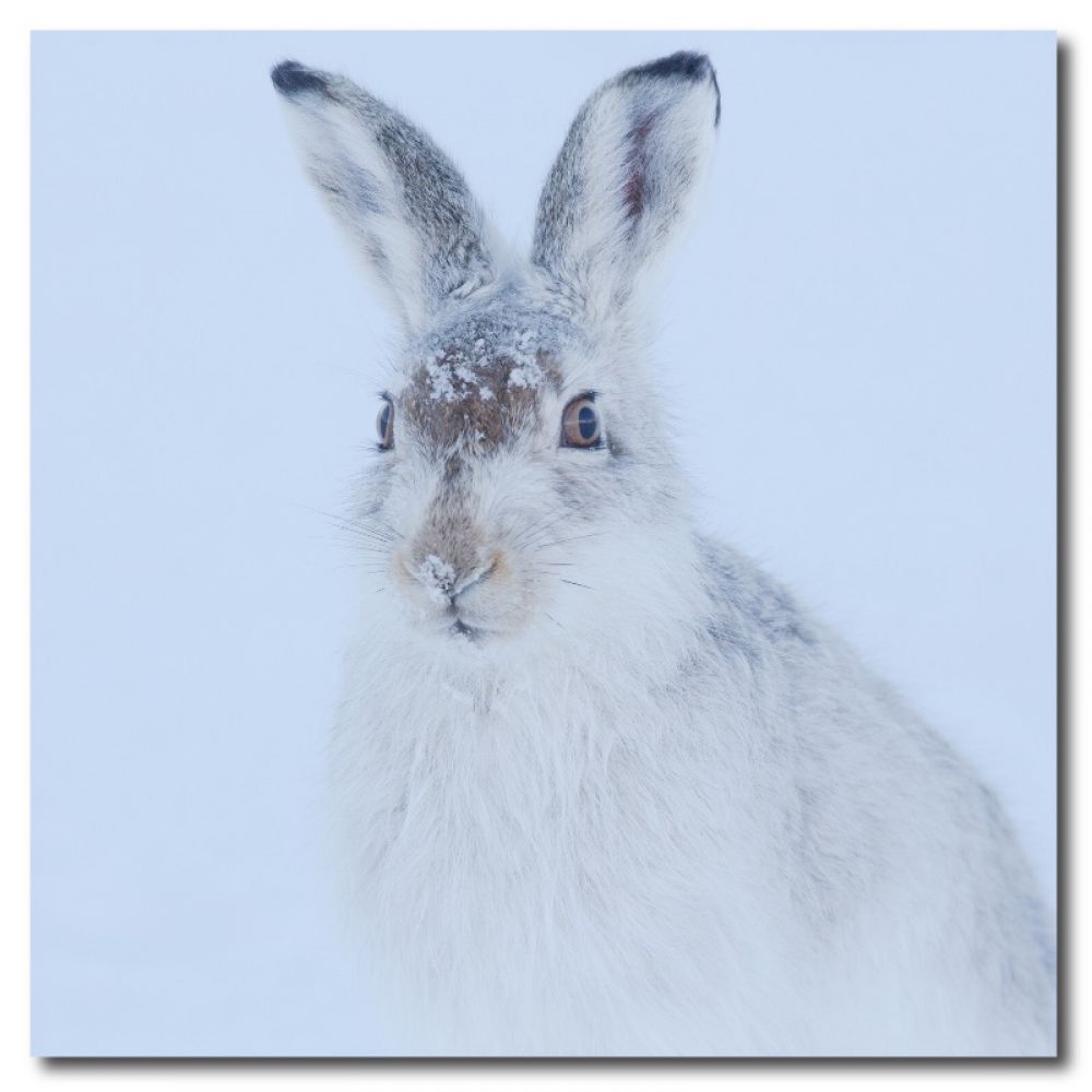 Mountain hare 3 matt coaster.jpg