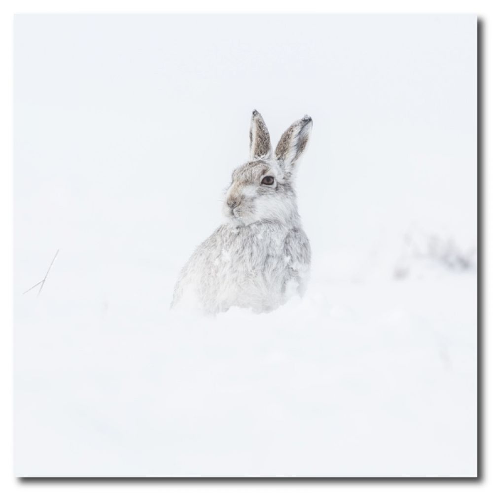 Mountain hare 2 matt coaster.jpg