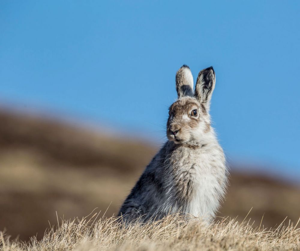 mountain-hare-blue-sky-large.jpg