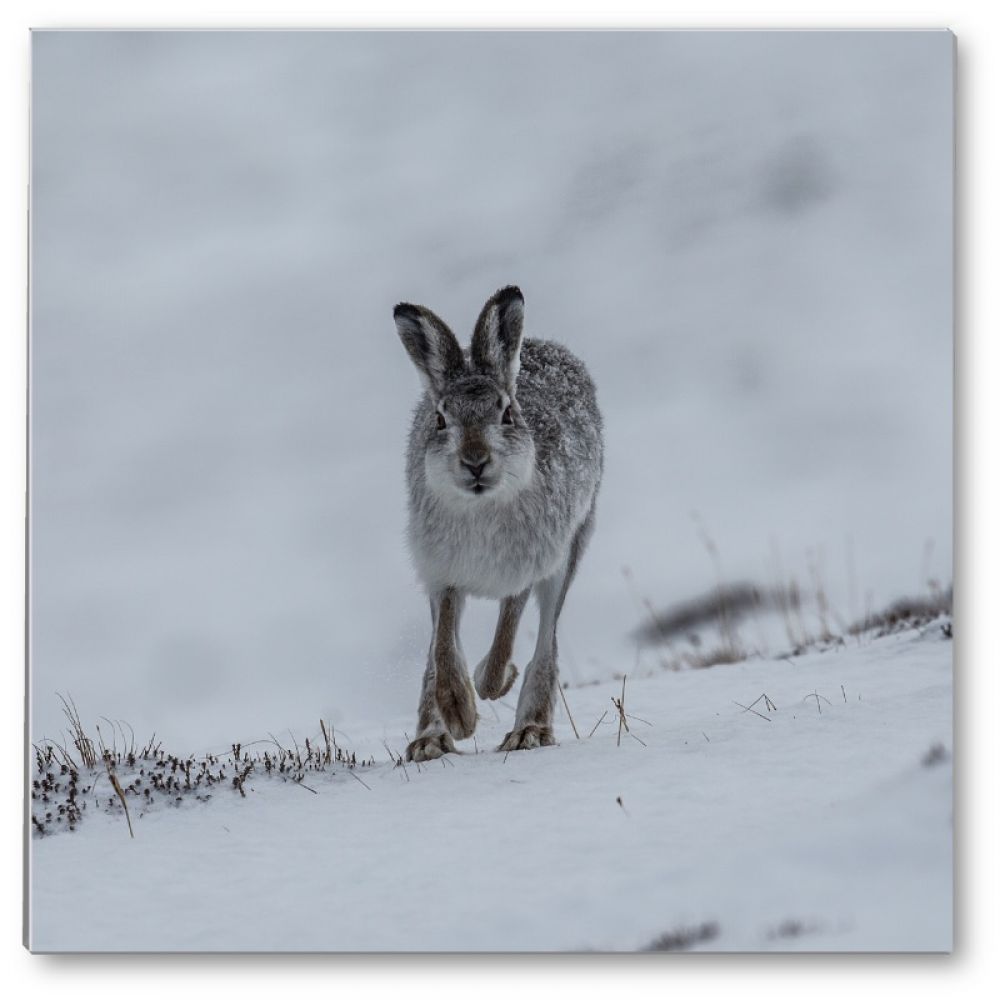 Mountain hare 1 glass coaster.jpg