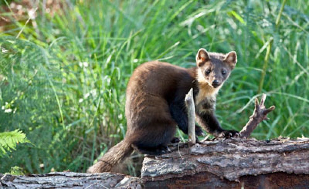 nosey-pine-marten-large.jpg