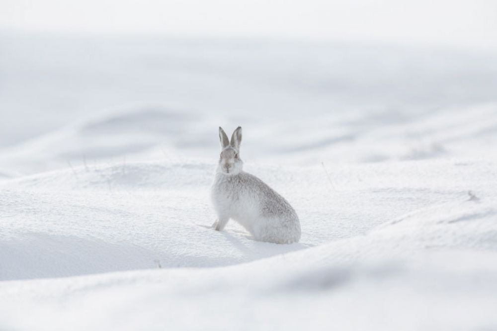 mountain-hare-five-feb-large.jpg