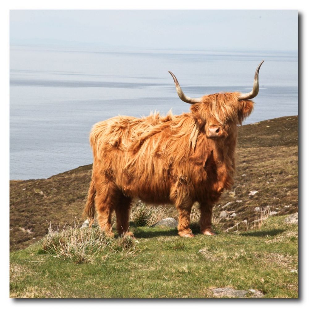 Highland cow 1 MDF coaster.jpg