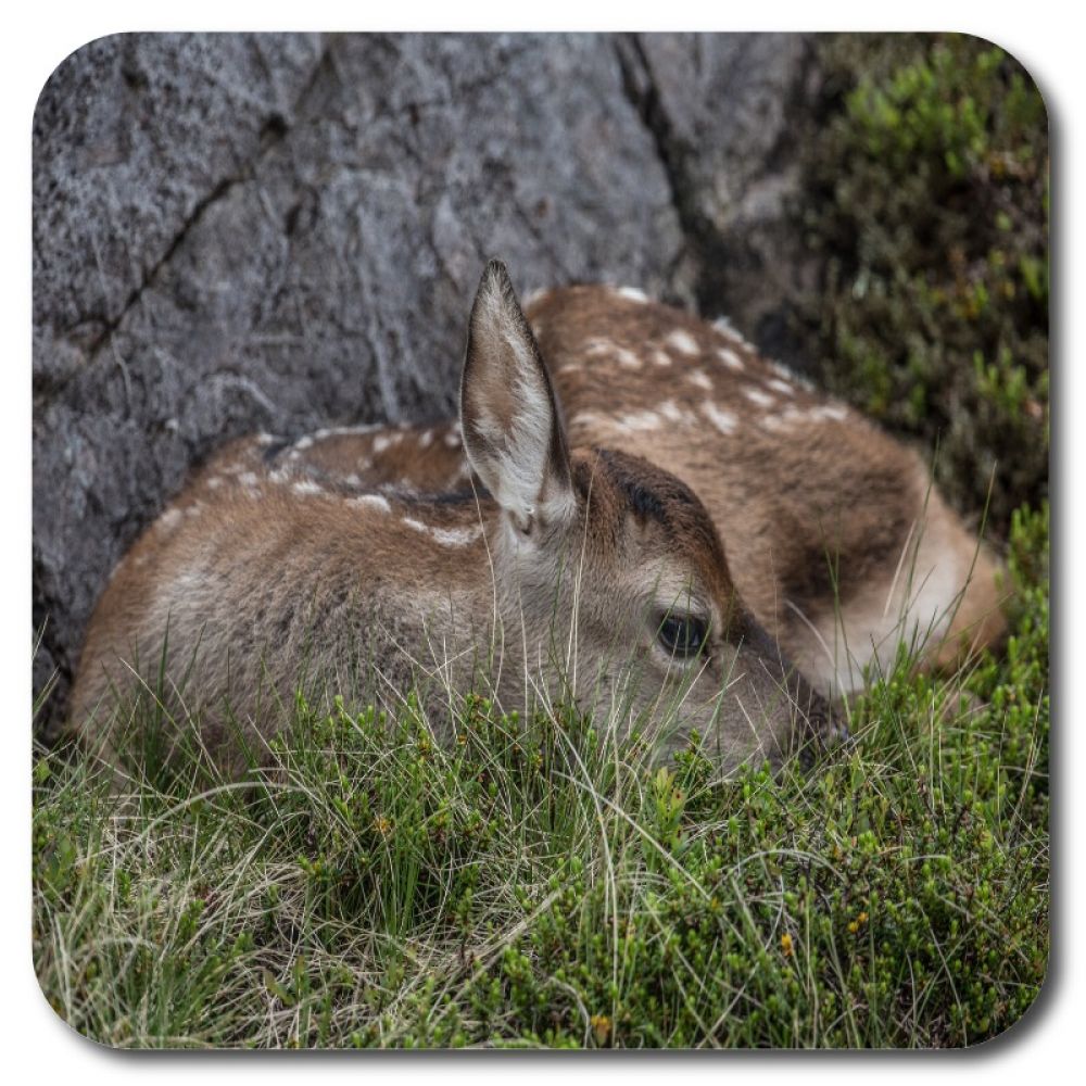 Red deer calf 1 10 x 10 MDF coaster for web.jpg