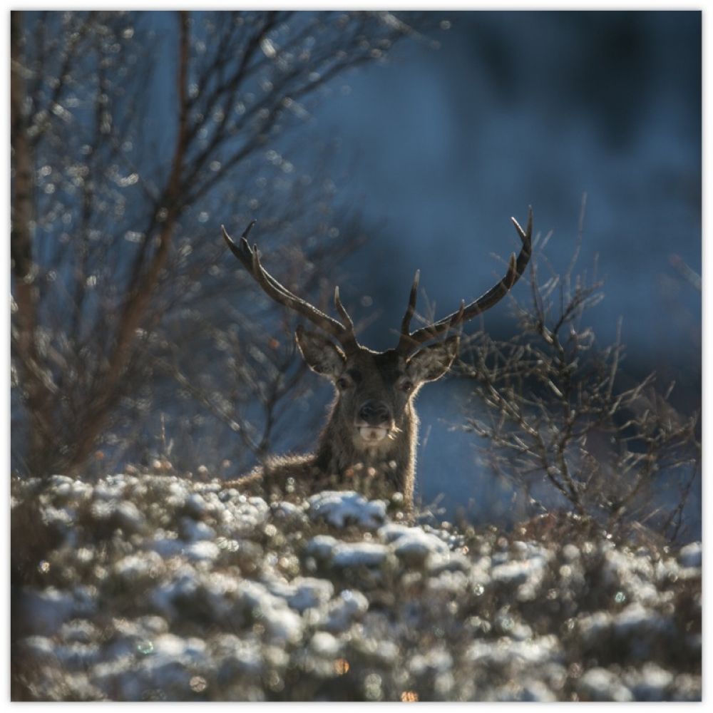 Red Stag 12 10 x 10 glass coaster.jpg