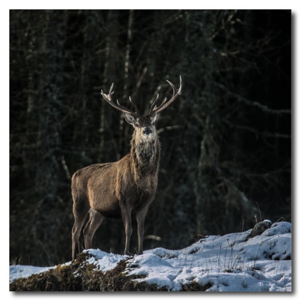 Red stag 29 10 x 10 mdf.jpg