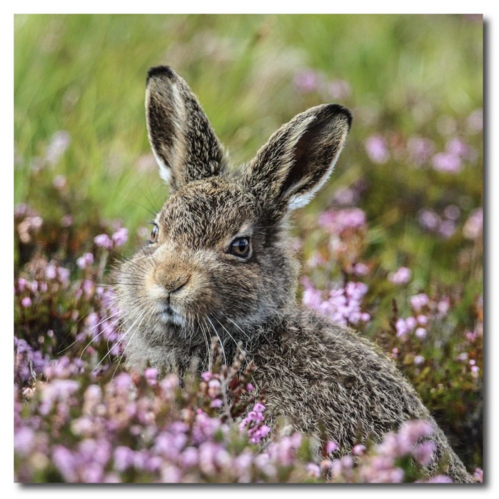 Leveret 1 matt coaster.jpg