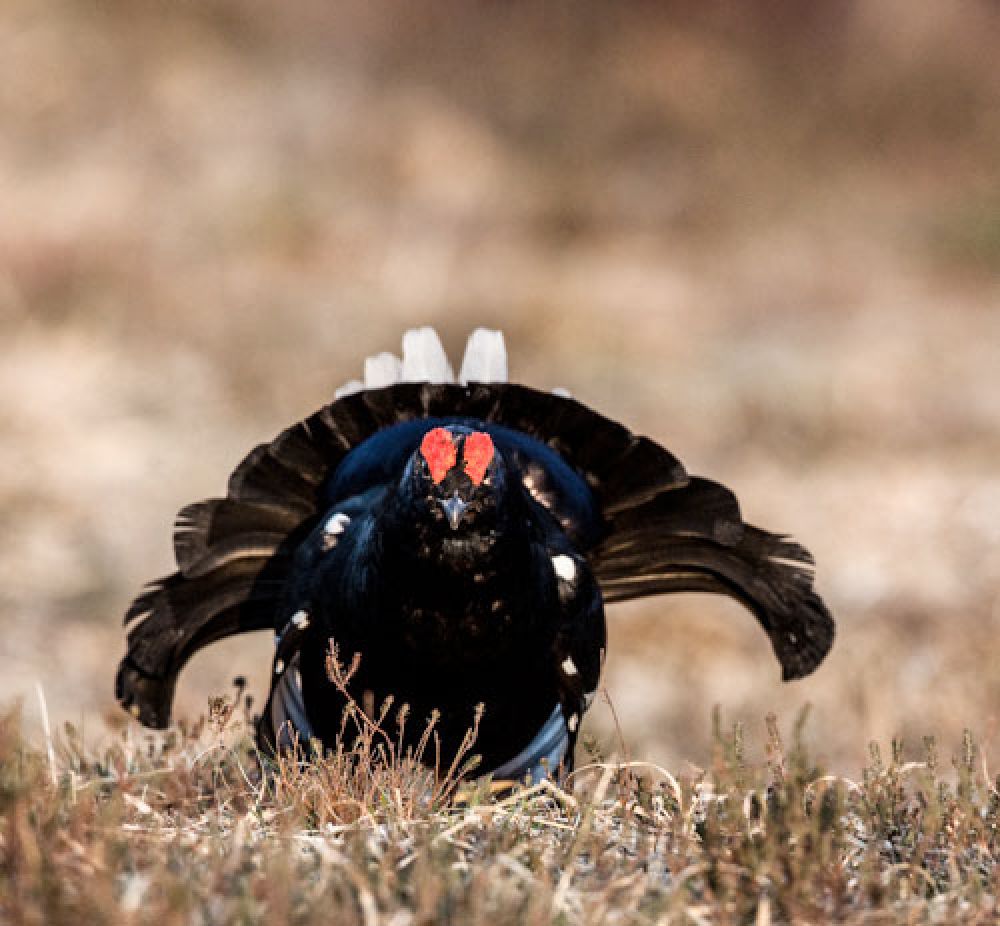 black-grouse-business-large.jpg