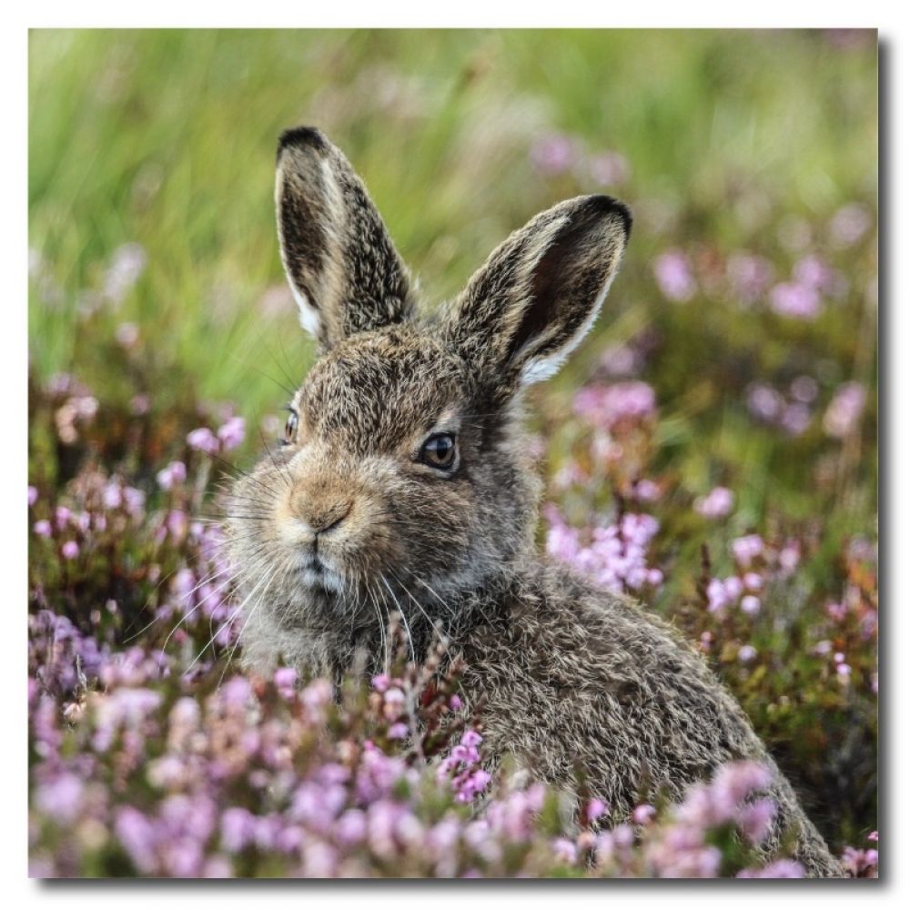 Mountain hare Leveret 1 10 x 10MDF.jpg