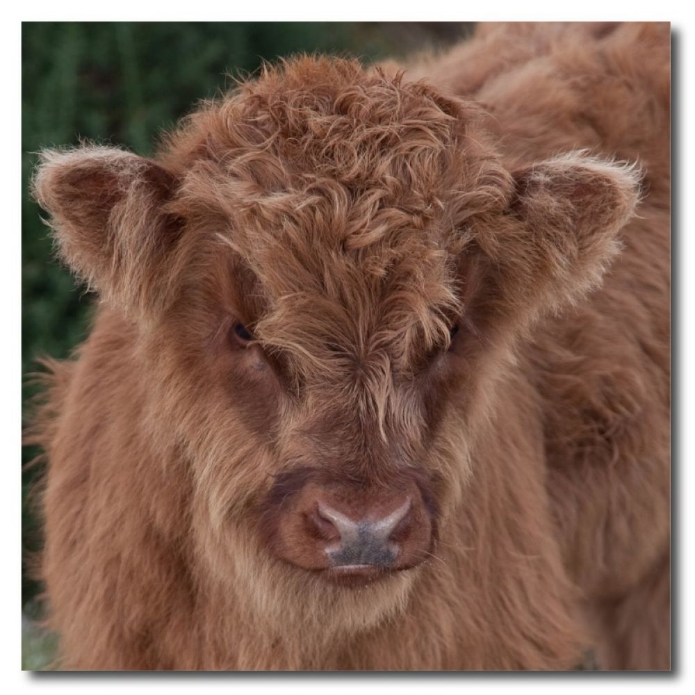 Highland Calf 1 10 x 10MDF.jpg