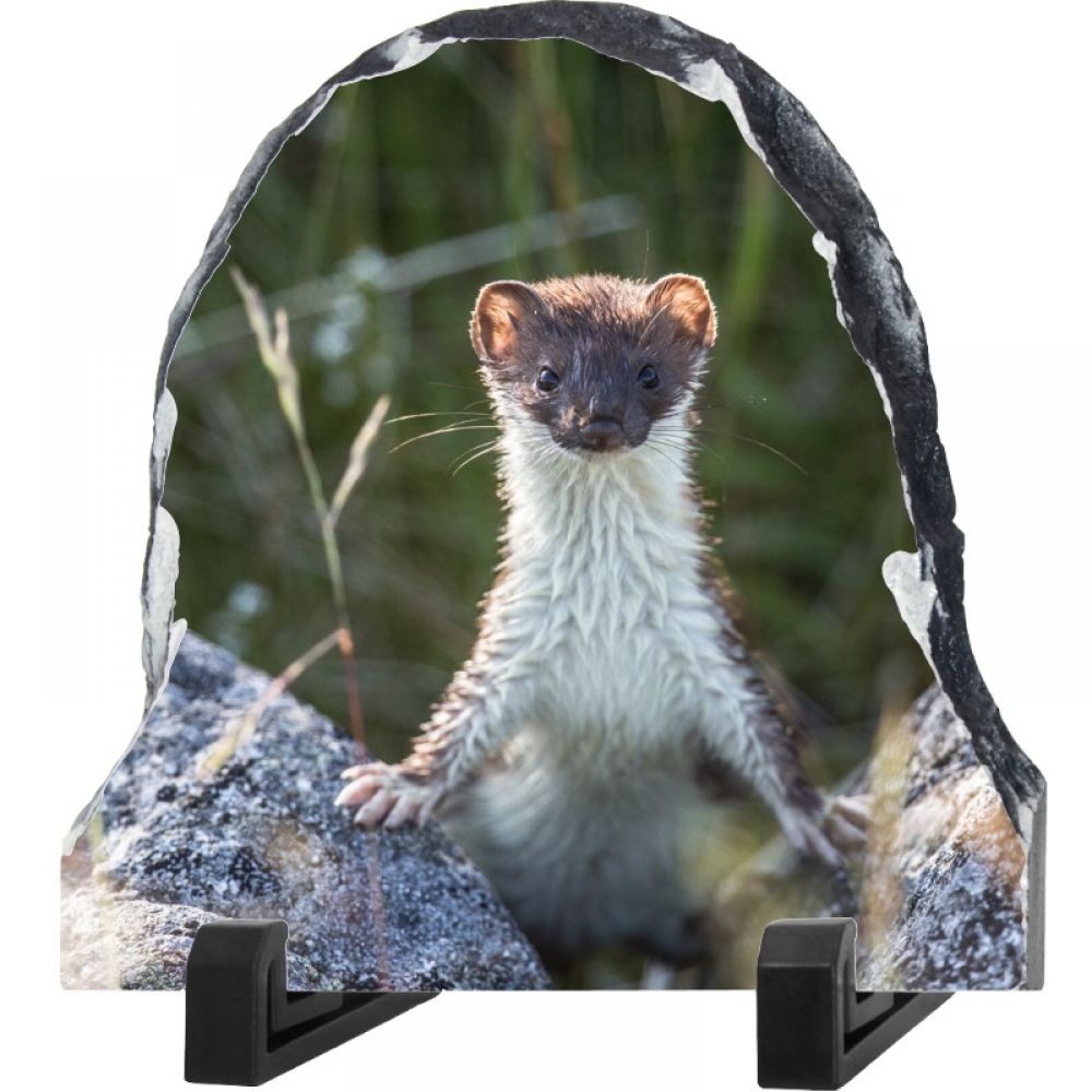 Weasel 1 20 x 20 dome.jpg