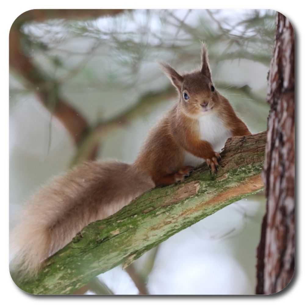 Red squirrel 1 10 x 10 MDF coaster for web.jpg