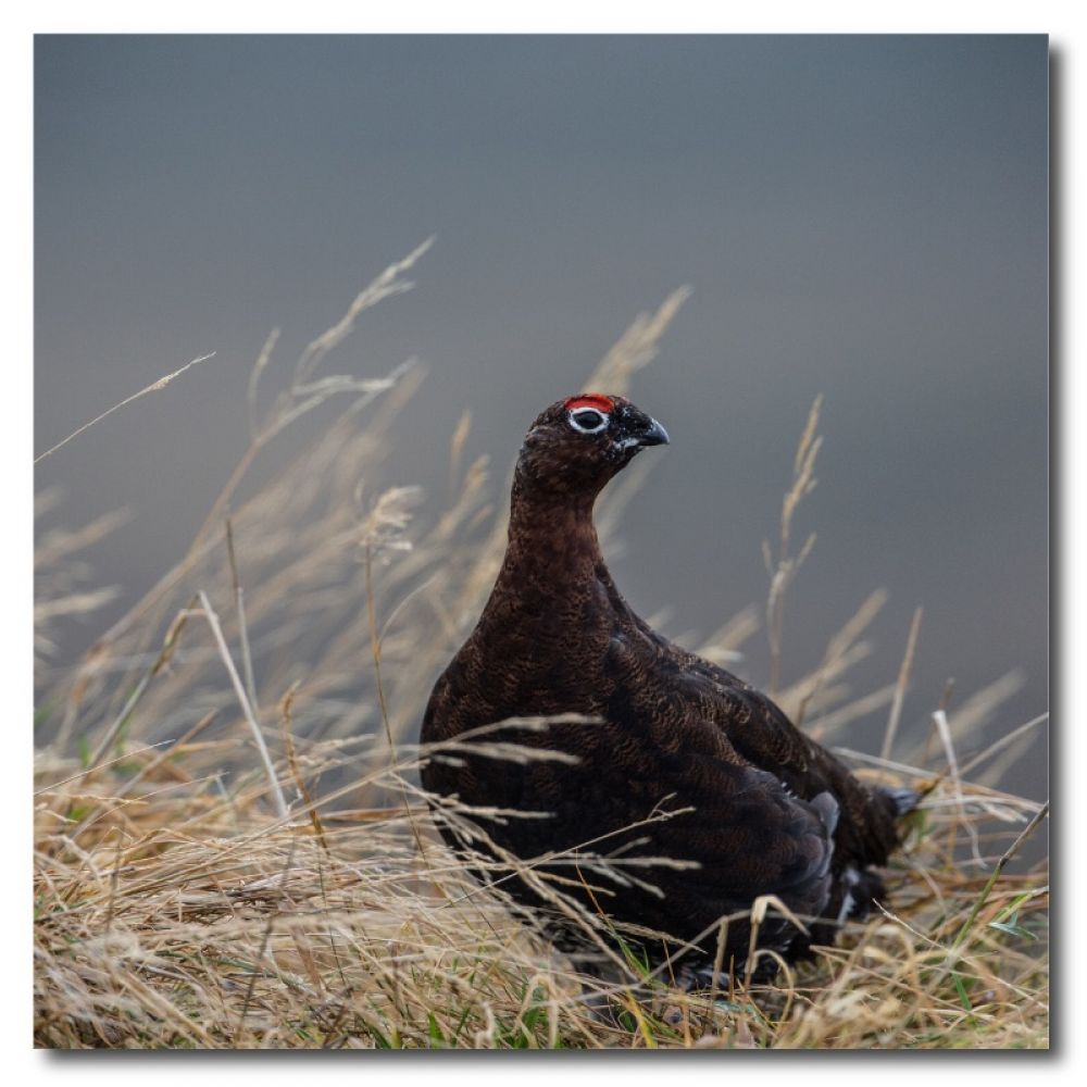 Red Grouse 1 10 x 10MDF.jpg