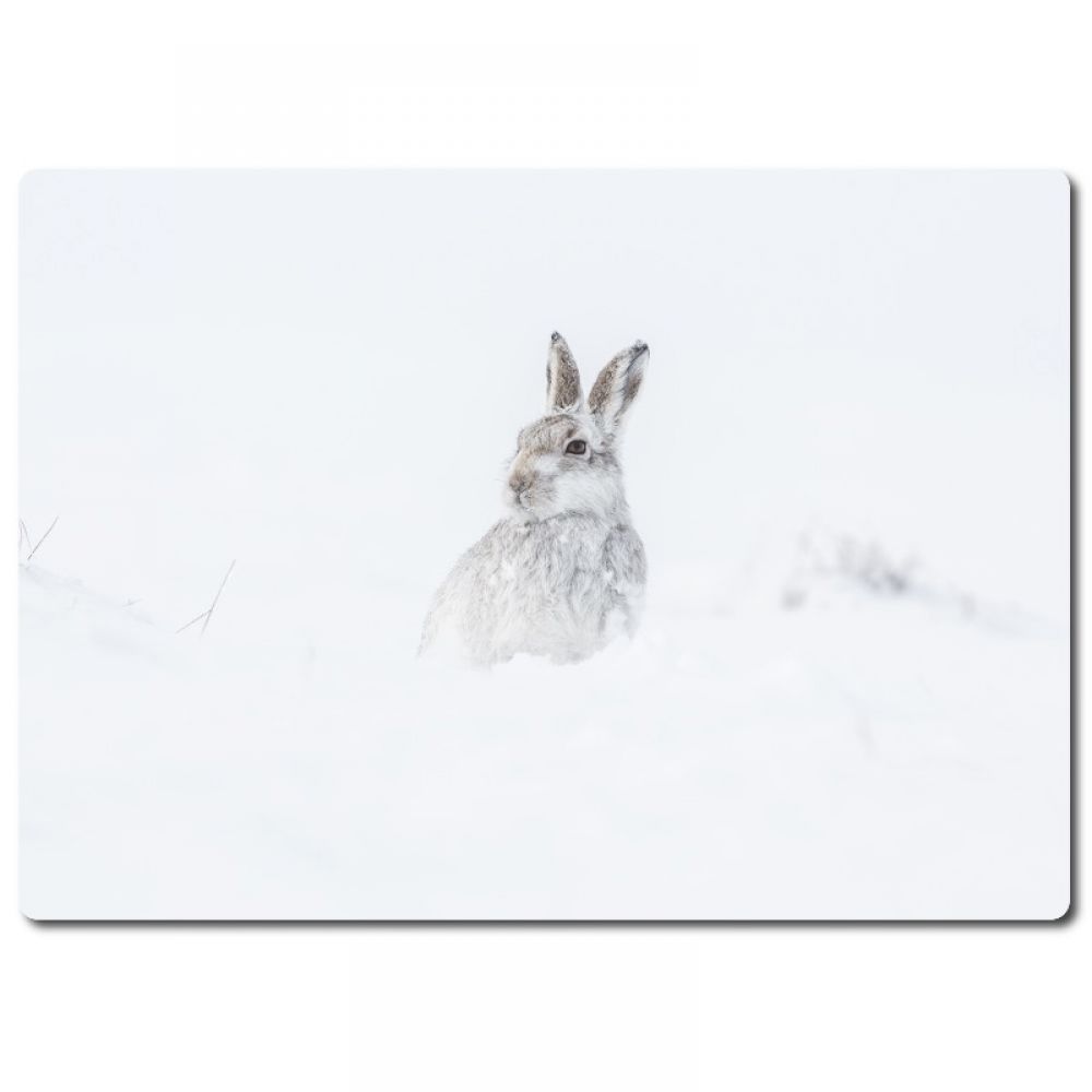 Mountain hare 2.jpg