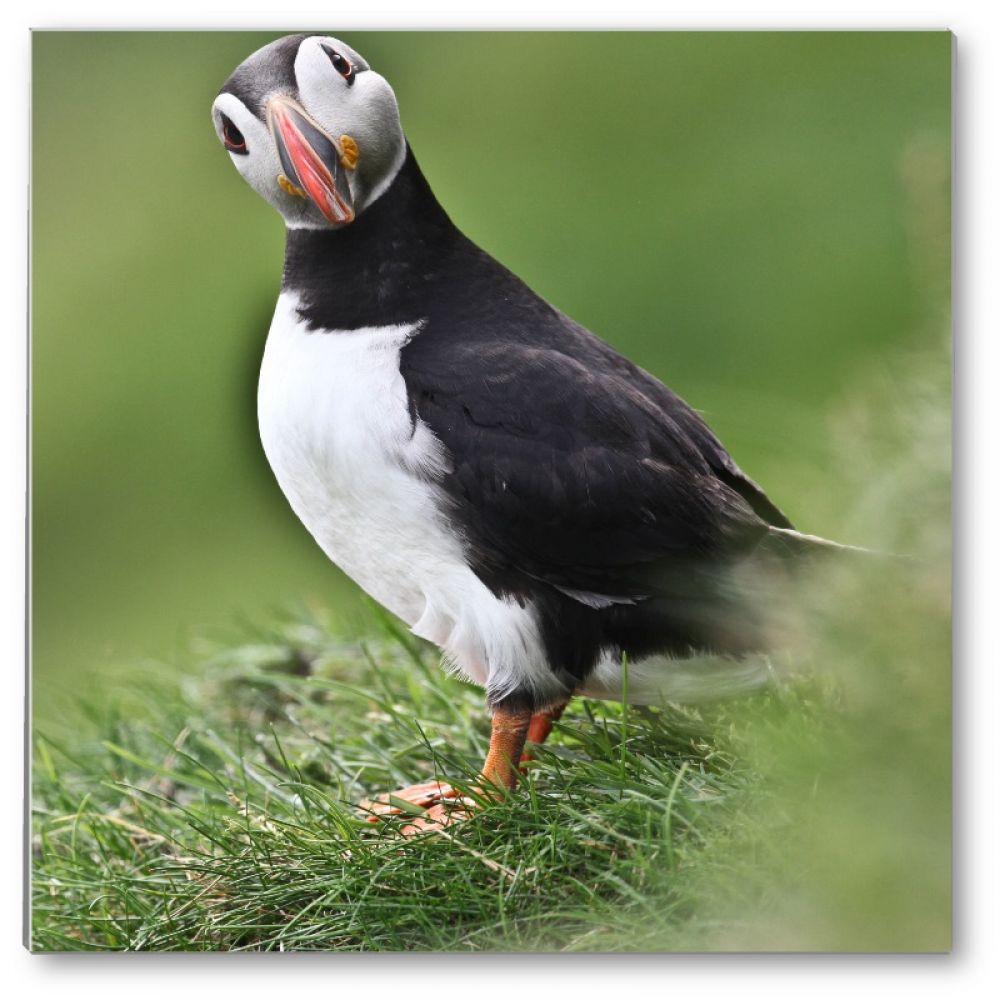 Puffin 4 glass coaster.jpg