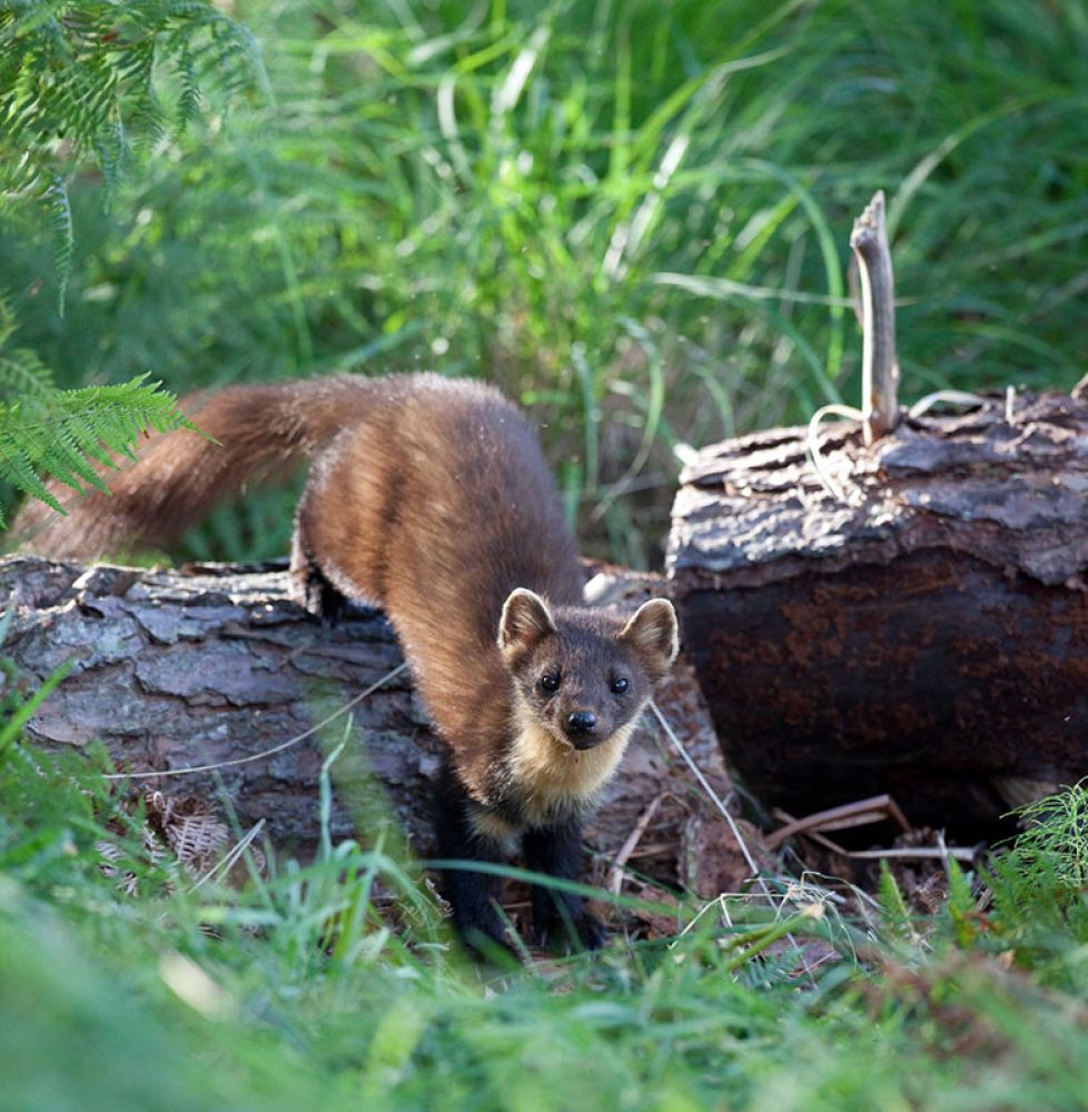 Pine-Marten-log-large.jpeg