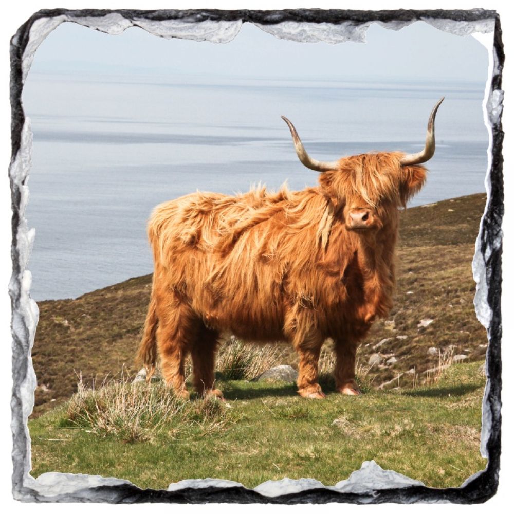 Highland Cow 1 9 x 9 slate coaster.jpg