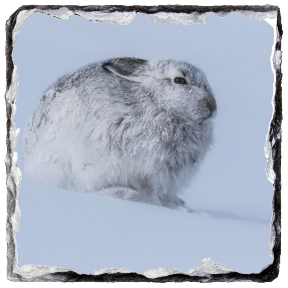 Mountain hare 7 10 x 10.jpg