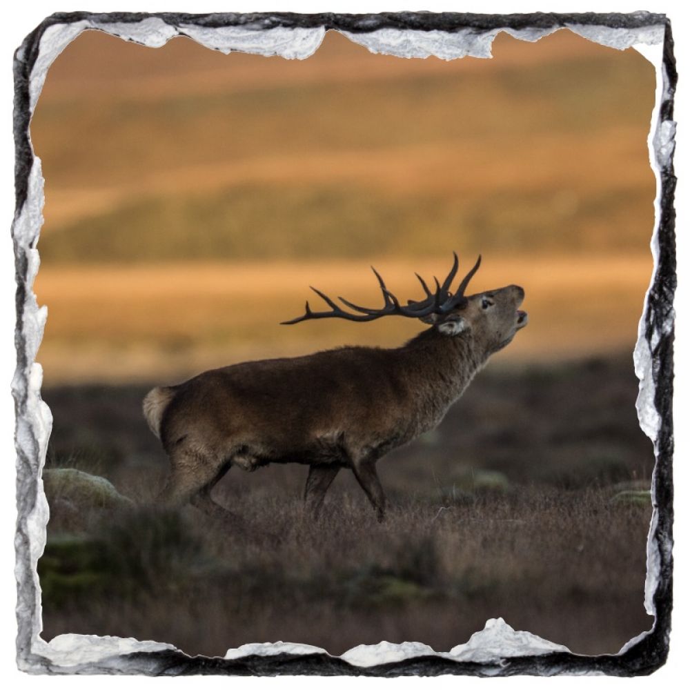 Red stag 5 10 x 10.jpg