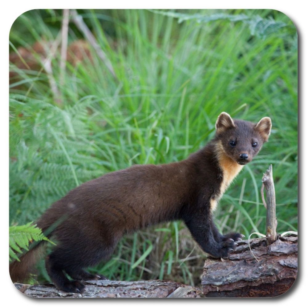 Pine Marten 3 10 x 10 MDF coaster for web.jpg