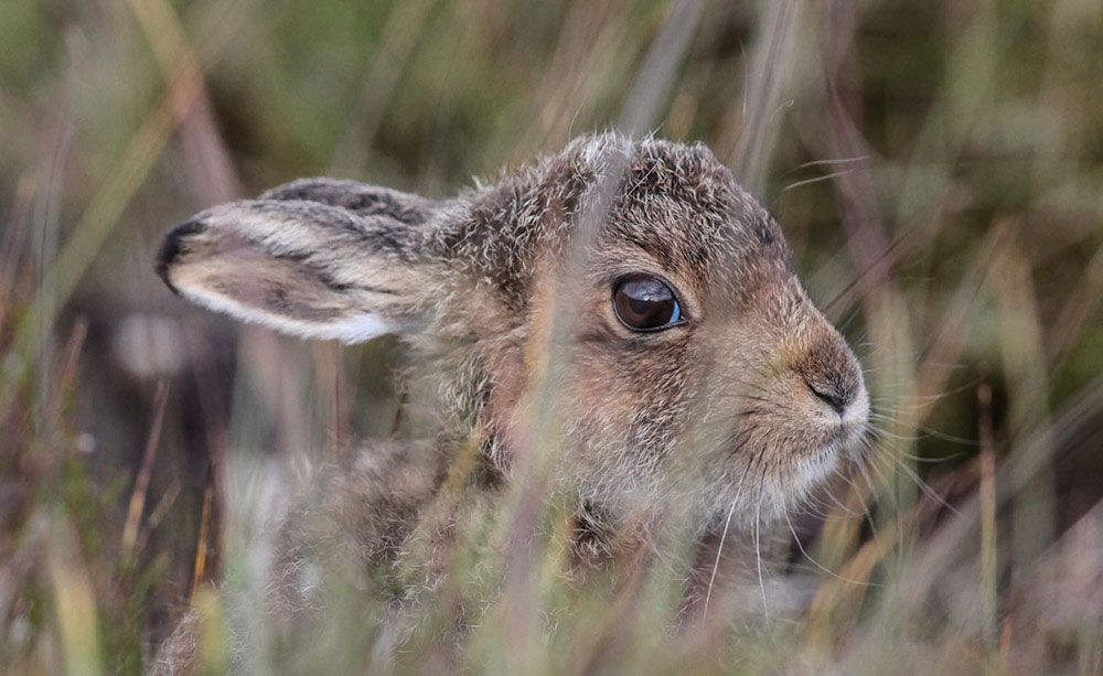 mountain-hare-leveret-large.jpg