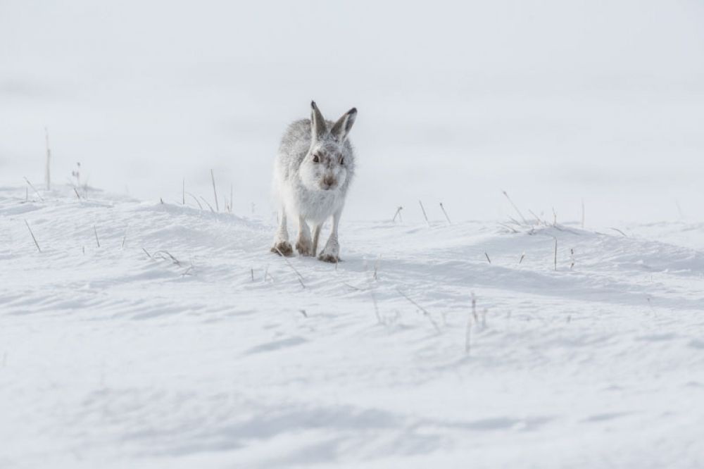 mountain-hare-three-feb-large.jpg