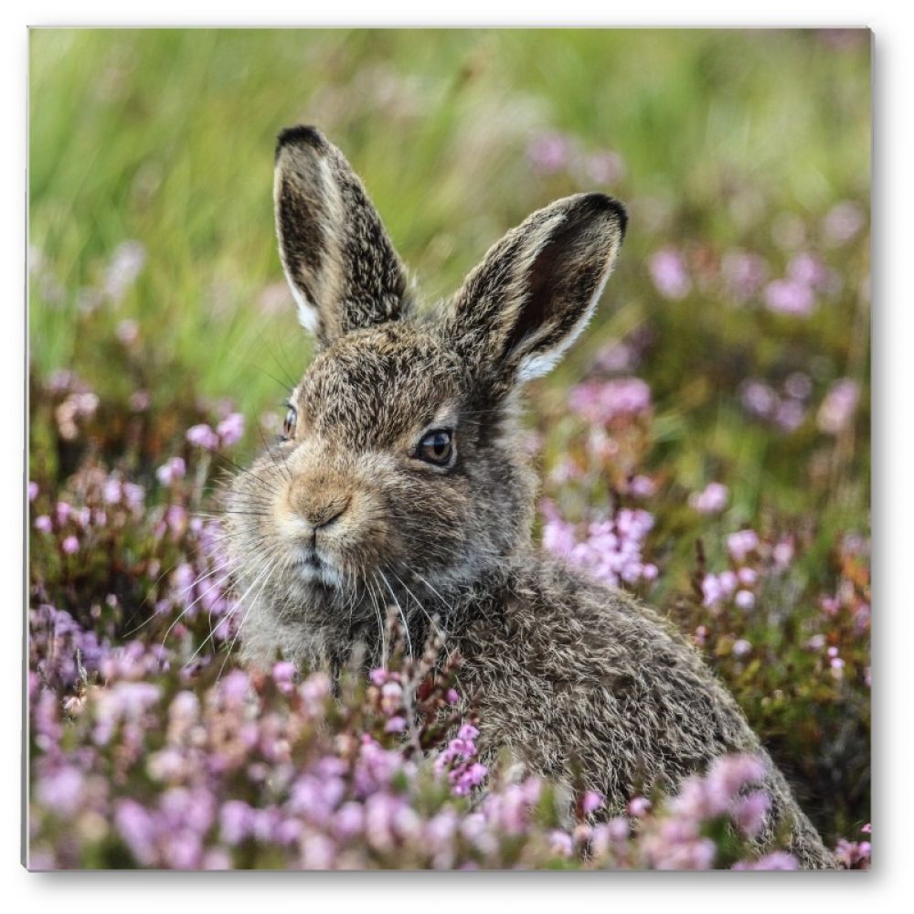 Leveret 1 glass coaster.jpg