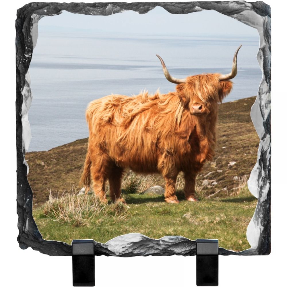 H Cow 1 20 x 20.jpg